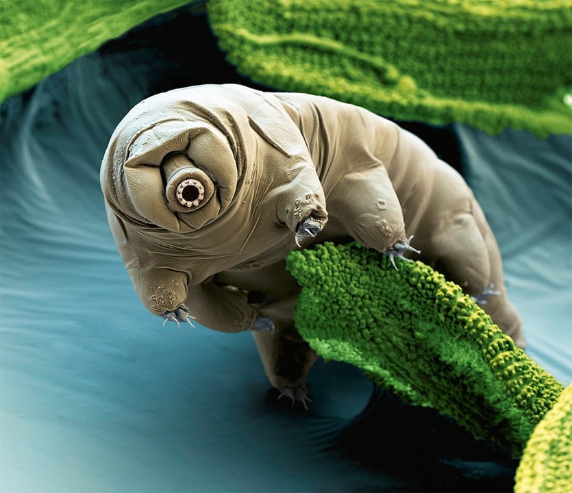 Water bears are nearly indestructible