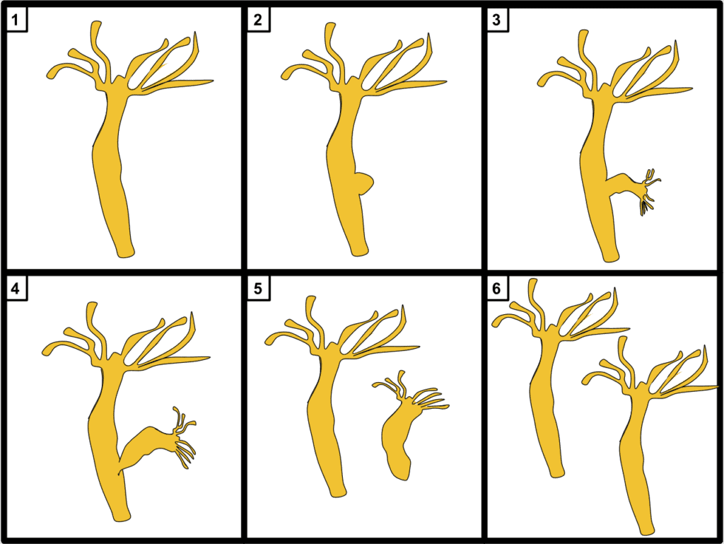 Hydras rely on their regeneration abilities to reproduce. A hydra splits off a bud of itself which then grows into a complete individual – it clones itself. 