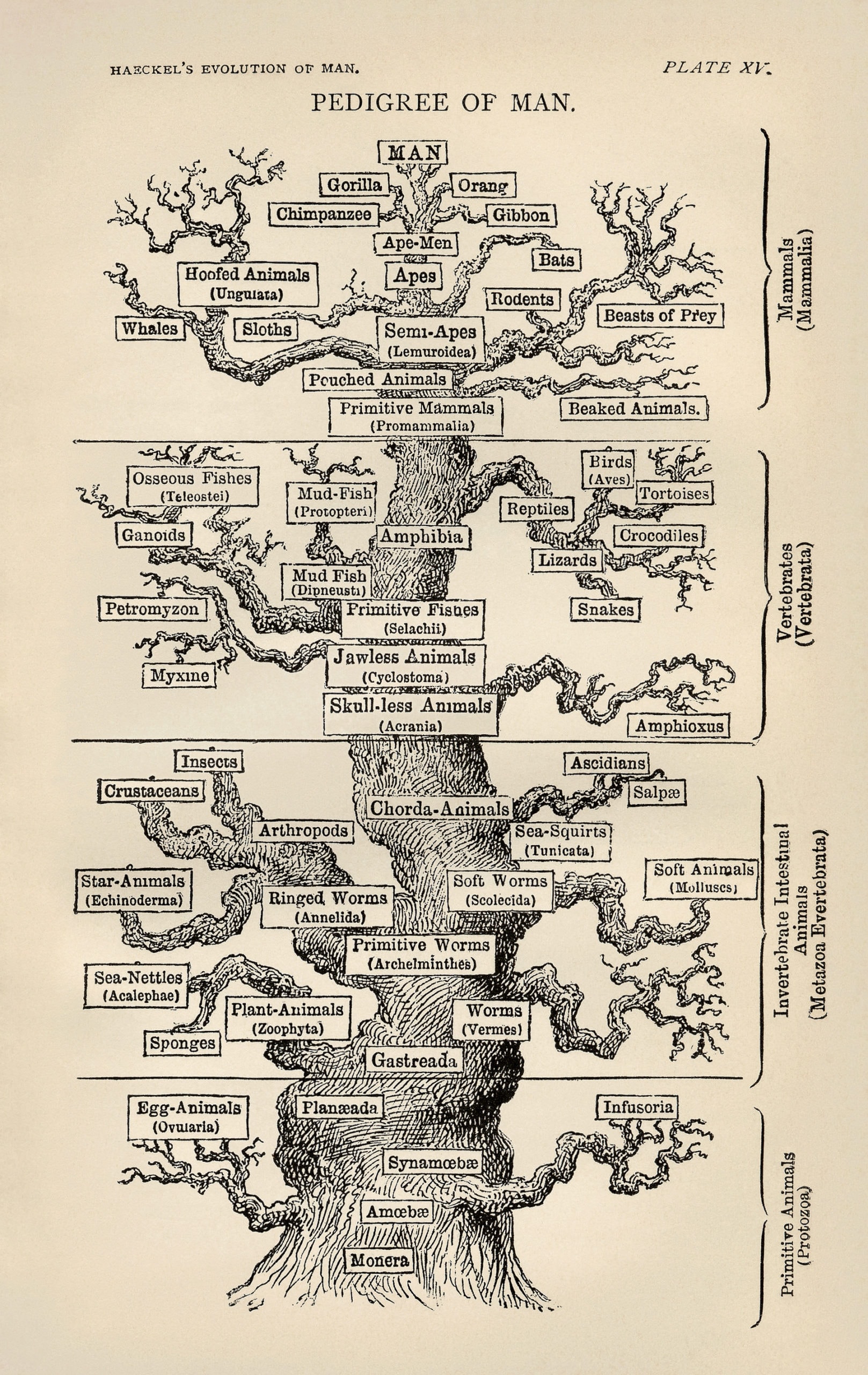 Ernst Haeckel's "Tree of Life" from The Evolution of Man (1879) depicts humanity arising from simpler forms of life, rather than directly created by God.