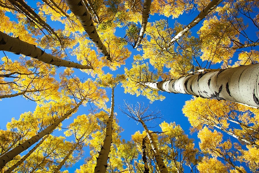 Aspens are the most widespread tree in North America. They range from Canada to Mexico. They don't experience aging.