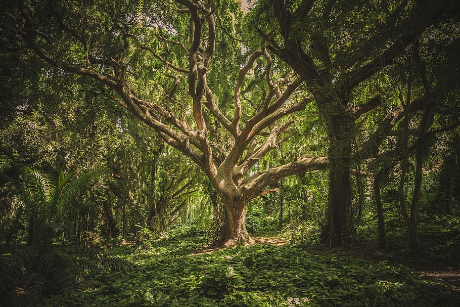 Even trees, though long-lived, don't live forever.