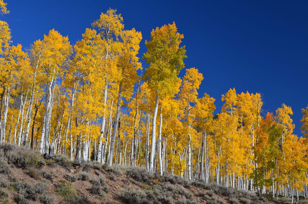 Pando is 80,000 years old. It's 20 times older than the great pyramids. When it sprouted, fewer than 10 thousand humans lived on Earth. Image Credit: U.S. Forest Service